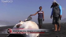 Hiu Paus Tutul Terdampar di Pesisir Lumajang, Begini Penampakannya