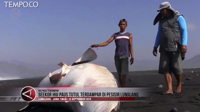 Hiu Paus Tutul Terdampar di Pesisir Lumajang, Begini Penampakannya