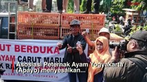 Pembagian Ribuan Ayam Gratis di Yogya Nyaris Ricuh