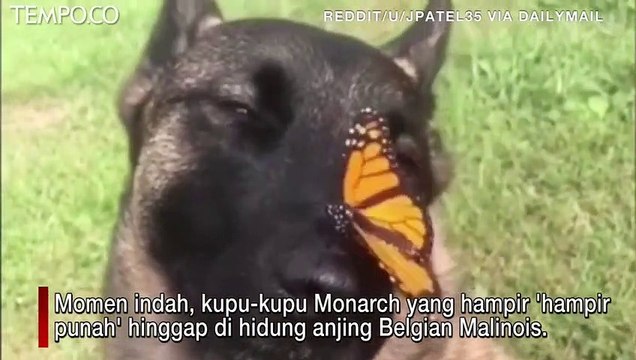 Jenis Anjing Belgian Malinois Ini Dapat Medali Penghargaan