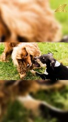 The 10 Most Dangerous Dog Breeds in 2022 #shorts