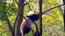 Di Luar Dugaan, Saat Gempa Ini yang Dilakukan Panda