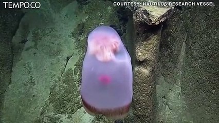 Deepstaria, Ubur-ubur Langka Mirip Alien Ditemukan di Samudra Pasifik