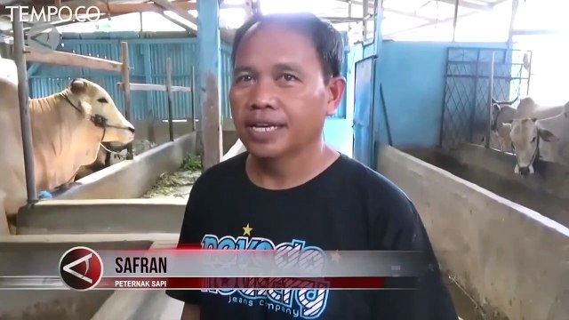 Jokowi Kurban Sapi Seharga Rp 65 Juta di Sulteng