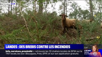 Tải video: Dans la commune de Soustons, ces brebis sont utilisées pour débroussailler la forêt afin d'éviter le retour des incendies