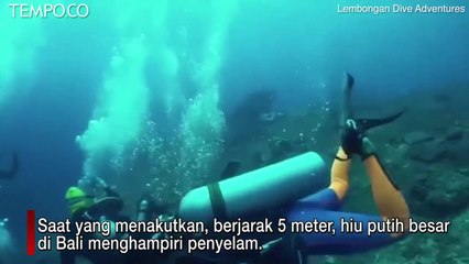 Ketakutan, Penyelam di Bali Dihampiri Hiu Putih, Ini yang Terjadi