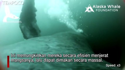 Begini Paus Bungkuk Bikin Jaring Gelembung buat Jebak Mangsa