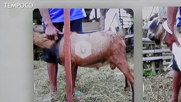 Ratusan Hewan Kurban Terjual Secara Online saat Idul Adha 2019