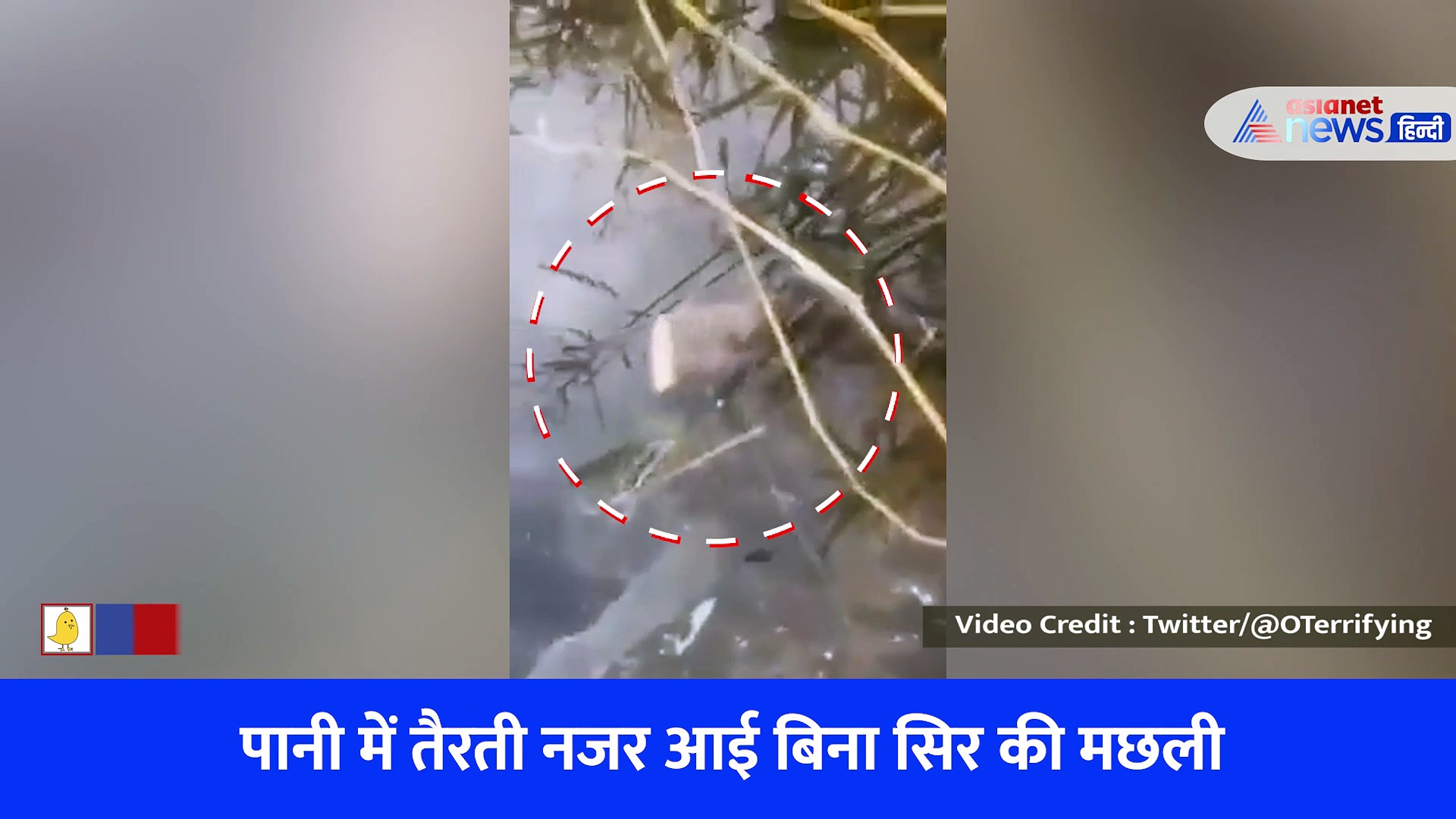 Shocking Video : बिना सिर के कैसे तैर रही आधी कटी मछली? देखकर सोच में पड़ जाएंगे आप