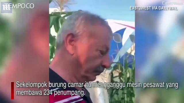 Burung Tersedot Mesin, Pesawat The Ural Airlines Mendarat di Kebun Jagung