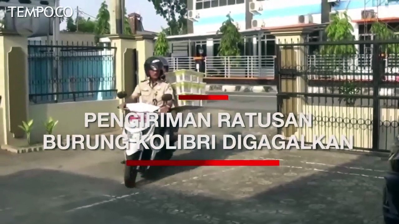 Penyelundupan Ratusan Burung Kolibri Digagalkan Balai Karantina