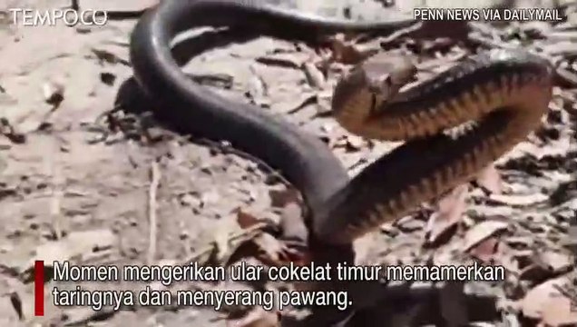 Momen Mengerikan, Detik-detik Pawang Diserang Ular Paling Beracun di Dunia