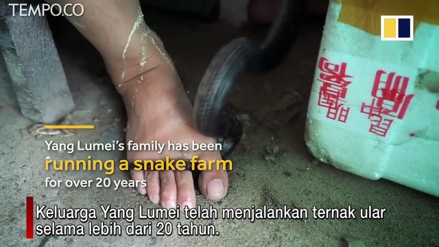 Keluarga Yang Lumei 20 Tahun Beternak Ular, Punya 3 Juta Ekor, Hampir Tiap Hari Digigit