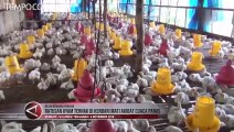 Akibat Cuaca Panas, Ratusan Ayam Ternak di Kendari Mati