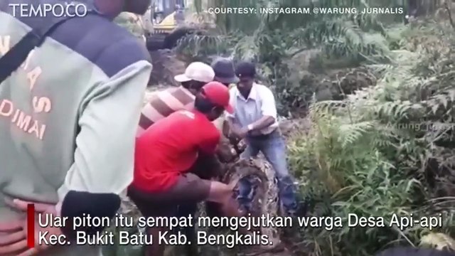 Makan Babi, Ular Piton Dievakuasi Menggunakan Ekskavator