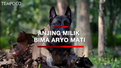 Sparta, Anjing Belgian Milik Bima Aryo Mati
