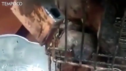 Anjing Diduga Disiram Air Panas, Pecinta Hewan Lapor Polisi