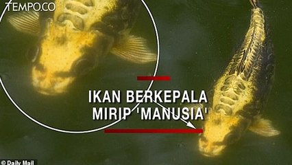 Video Viral, Ikan Berwajah Mirip Manusia, Begini Penampakannya