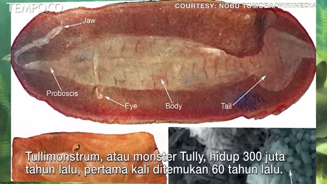 Terungkap, Peneliti Sebut Monster Tully yang Misterius Bukan Vertebrata