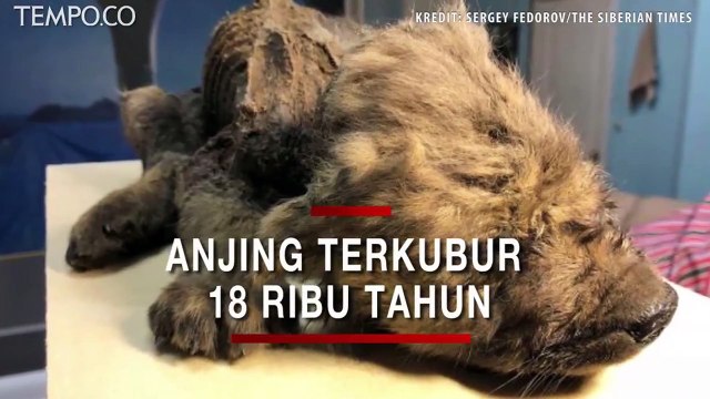 Terkubur 18 Ribu Tahun di Seberia, Tubuh Anak Anjing Ini Sempurna