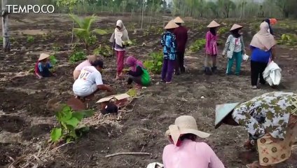 KTHKm Sedyo Rukun Berdikari di Lahan Hutan Jati Gunungkidul