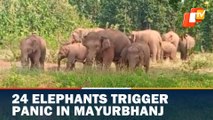 Run Run Run! Elephant Herd Triggers Panic In Odisha's Mayurbhanj