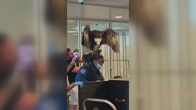 Yırtıcı kel kartal, havalimanında paniğe yol açtı