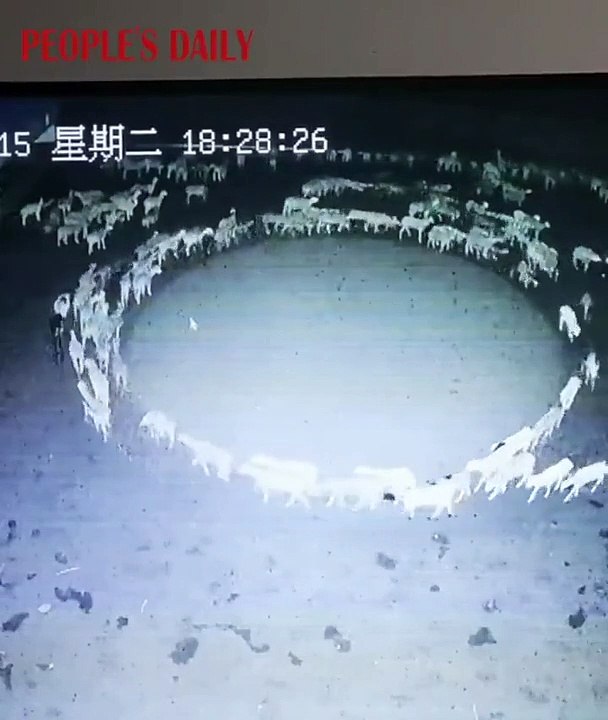 Hiç durmadan dönen koyun sürüsü şaşkına çevirdi