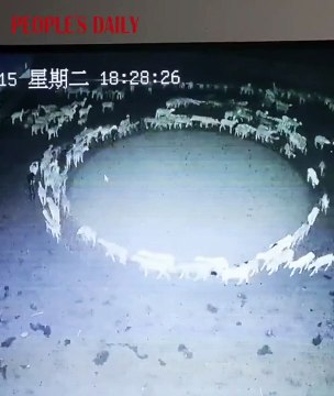 Hiç durmadan dönen koyun sürüsü şaşkına çevirdi