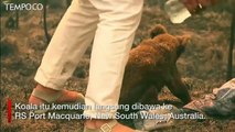 Wanita Nekat Terobos Kebakaran Hutan demi Selamatkan Koala