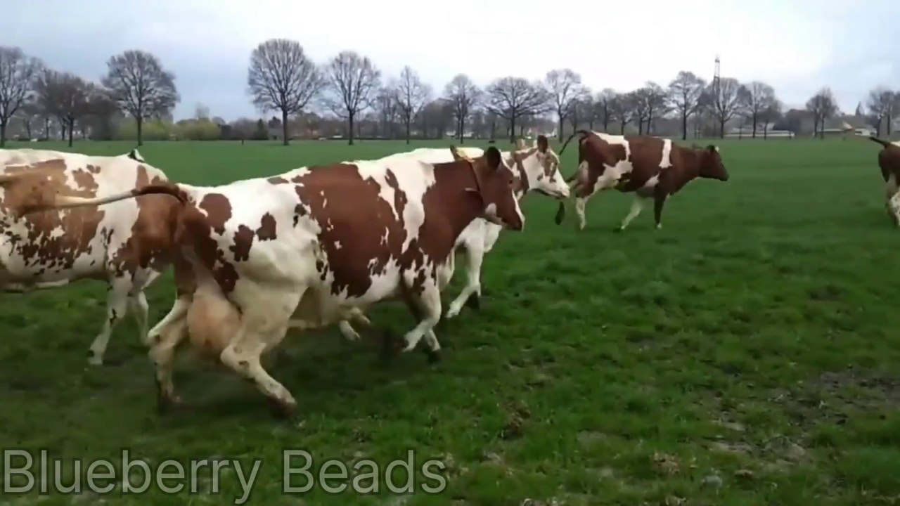 FUNNY COW DANCE 2023, COW SONG, FUNNY COW MOO #cowdance