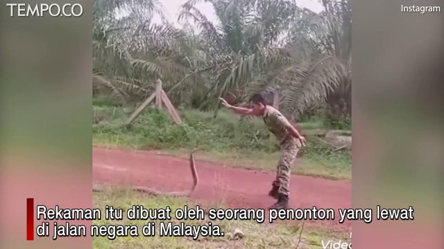 Aksi Mendebarkan, Tentara Malaysia Pegang Ular Kobra Raja yang Mematikan
