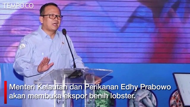 Ekspor Benih Lobster, Dulu Dilarang Susi Kini Direncanakan Edhy