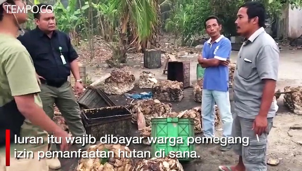 Iuran Provisi di Hutan Terusan Sialang