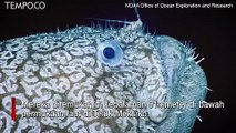 Schaefer‚Äôs Anglerfish, Temuan Ikan Laut Langka di Laut Dalam Teluk Meksiko