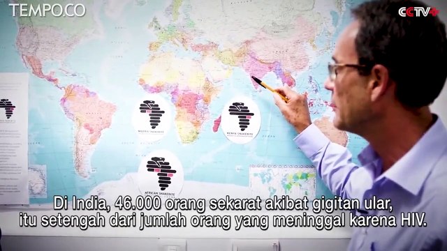 Marak Teror Ular, Ilmuwan Inggris Buat Antiracun untuk Segala Jenis Ular