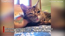 Viral, Kucing dengan Jutaan Fans, Lil Bub Mati, Warganet Bersimpati