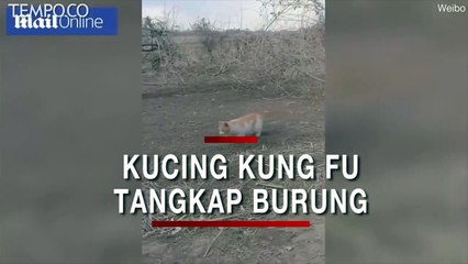 Menakjubkan, Kucing Beraksi Kung Fu Melompat Tangkap Burung di Udara