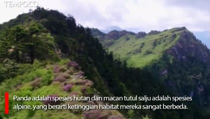 Macan Tutul Salju Ini Berkeliaran di Habitat Panda
