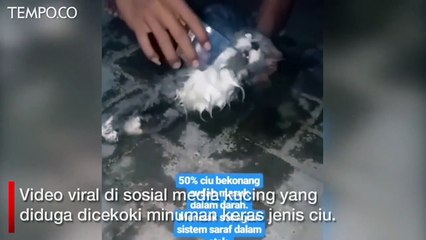 Kucing Dicekoki Ciu, Polis Jelaskan Hasil Penyelidikan