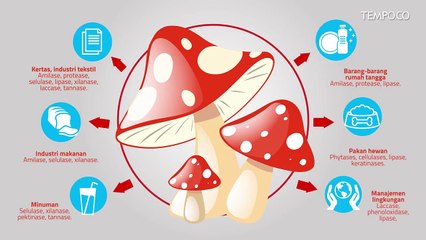 Senyawa Jamur untuk Obat Kolesterol