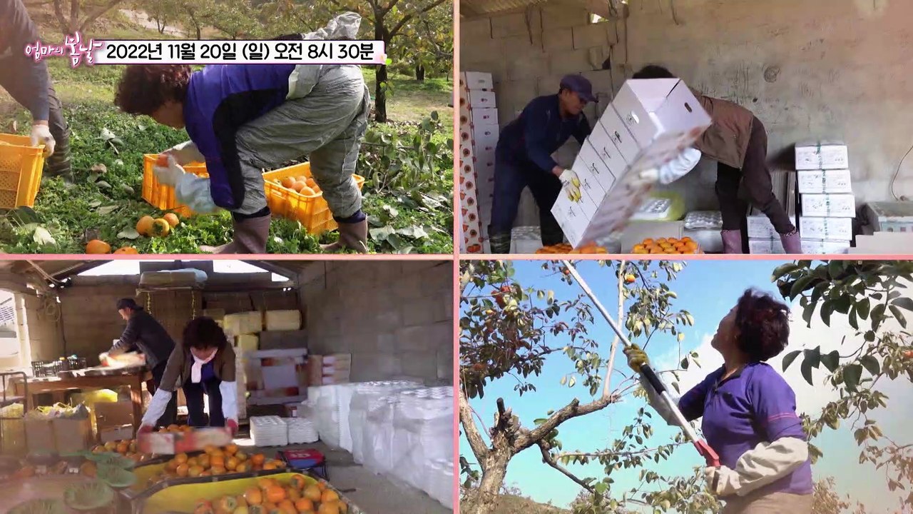 아파도 웃을래_엄마의 봄날 375회 예고 TV CHOSUN 221120 방송