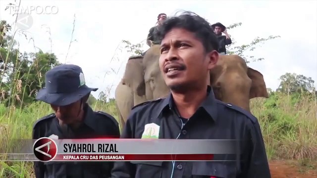 Patroli Bersama Gajah untuk Mencegah Serangan Gajah Liar
