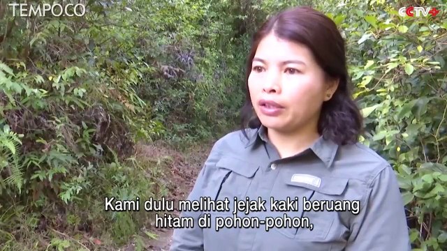 Langka, Pertarungan Sengit Dua Anak Beruang Hitam