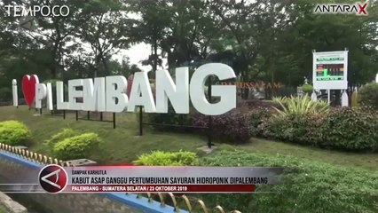 Kabut Asap Ganggu Pertumbuhan Sayuran Hidroponik di Palembang