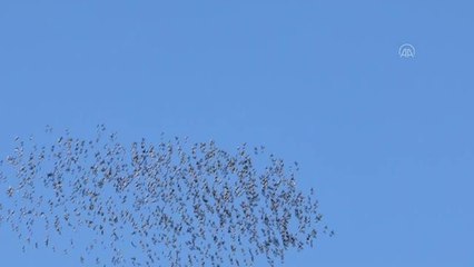 "Kuşların dansı" kameraya yansıdı