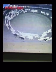 Sheep filmed walking in circle for 12 days straight in China