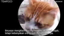 Siapa Paling Jago Baca Ekspresi Kucing Lagi Senang atau Sedih