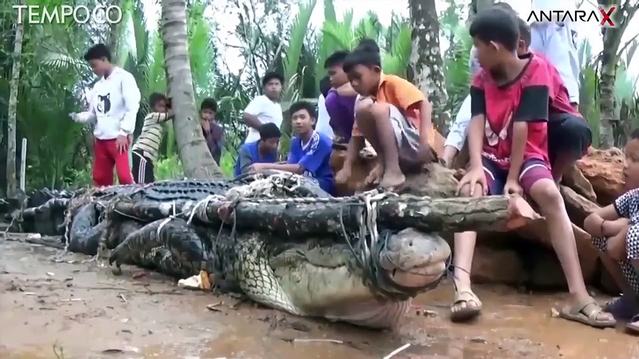 Kerap Teror Warga, Buaya Raksasa Ditangkap Nelayan