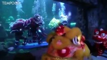 Rayakan Imlek, Sea World Ancol Tampilkan Barongsai Air dan Darat